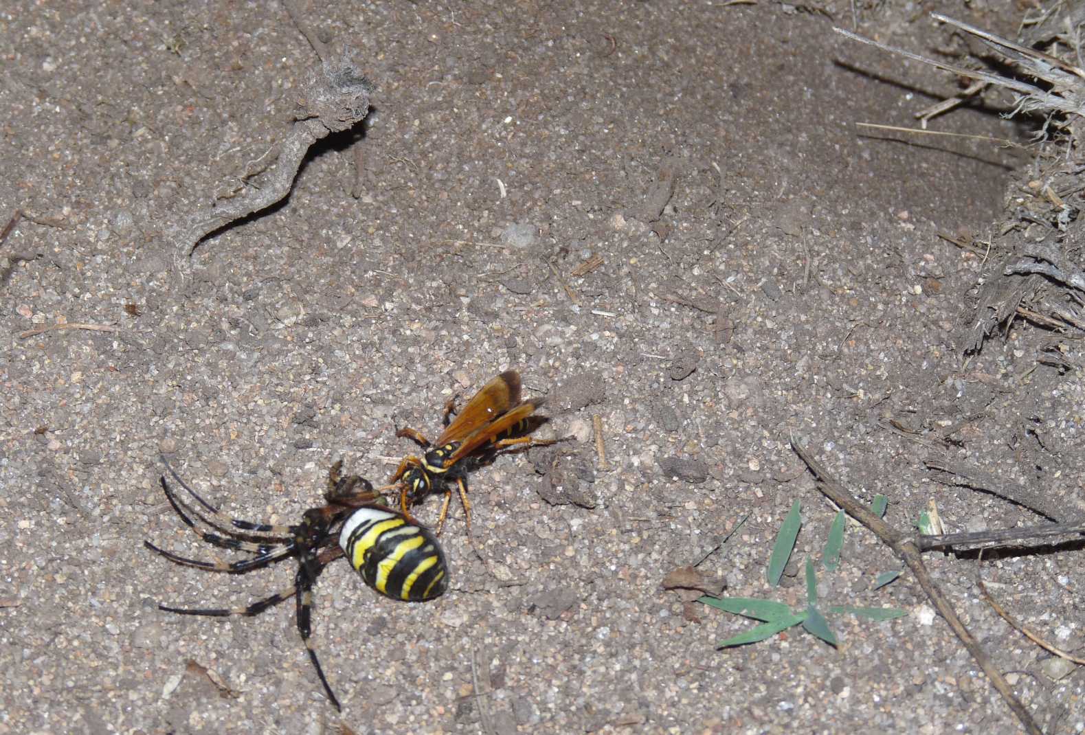 Batozonellus lacerticida con Argiope bruennichi